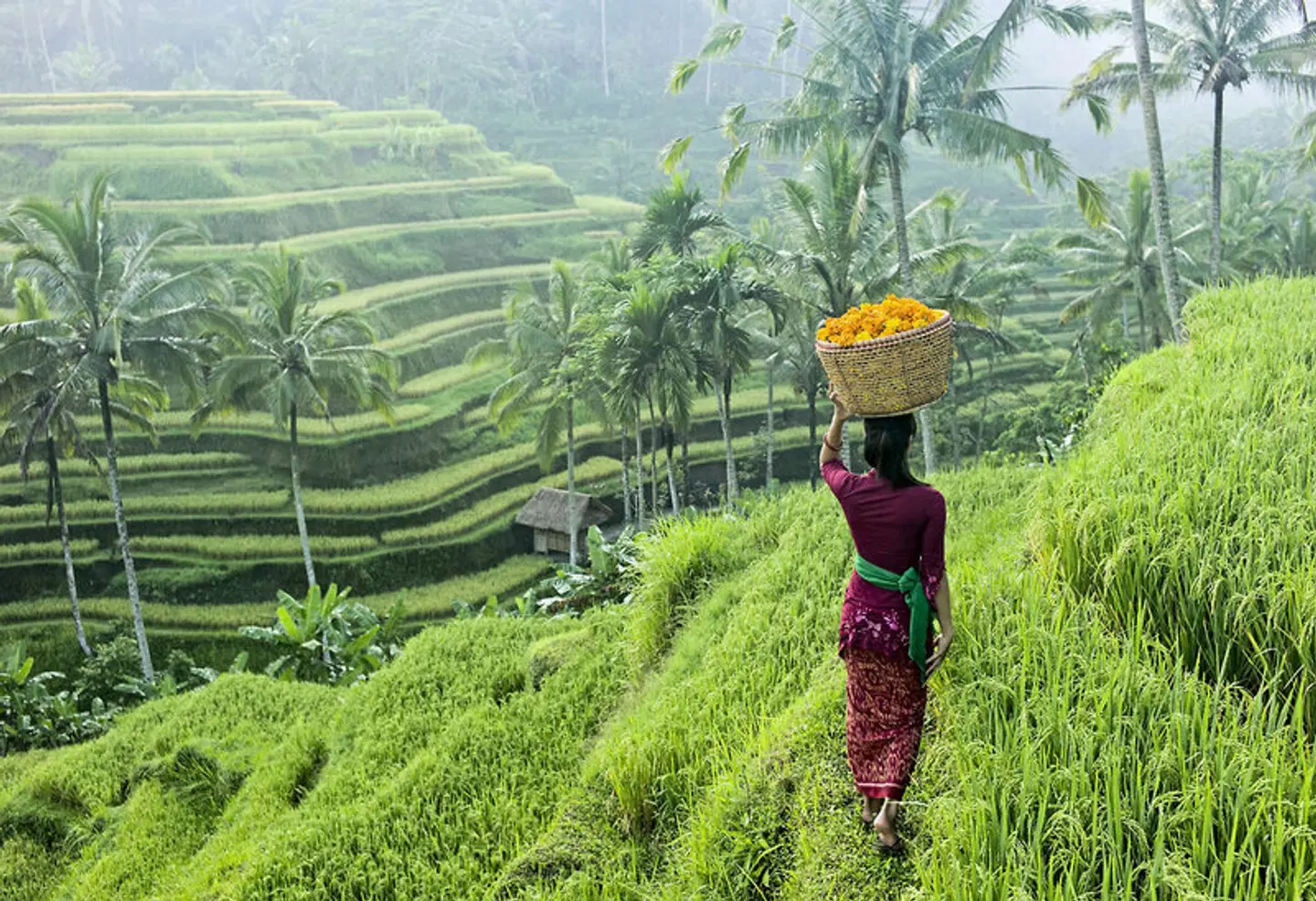 Bali komplett (Gruppenreise) Garten