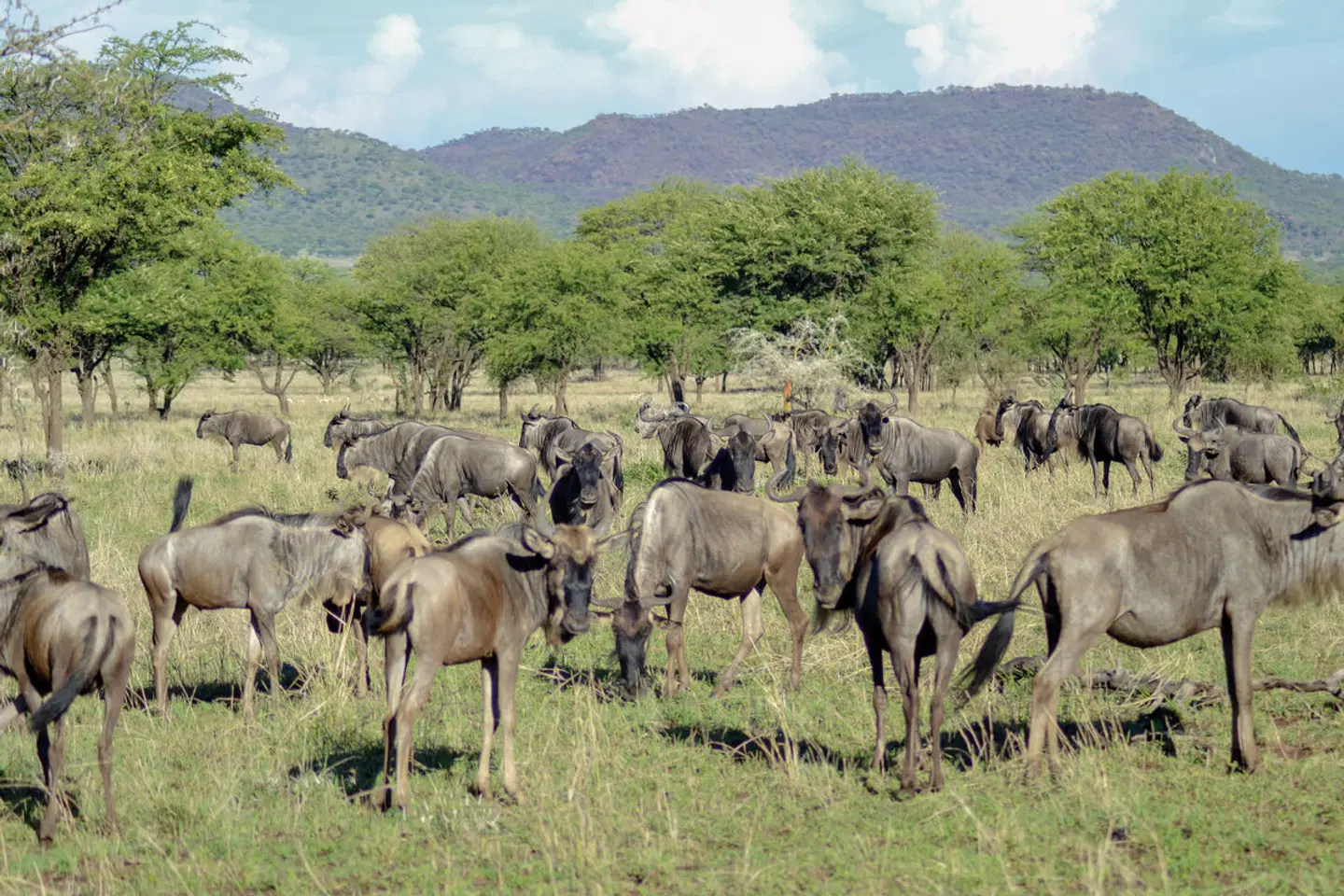 Tansania Pur Tiere