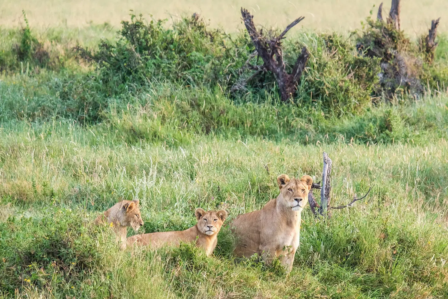 Saadani Safari (2 Nächte) Tiere