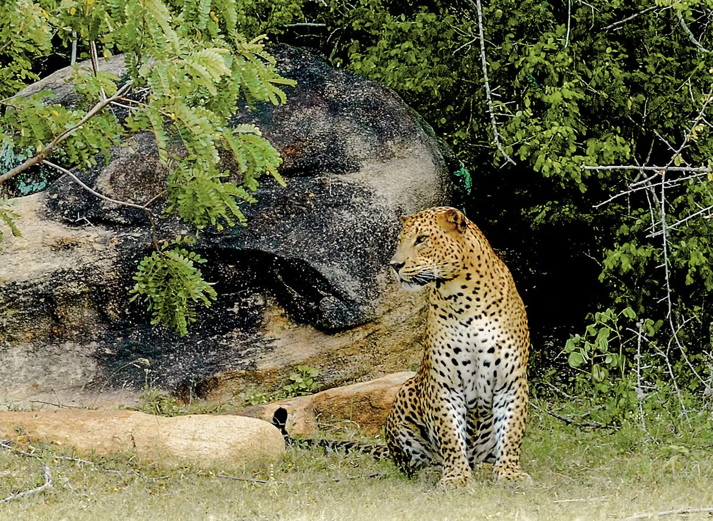 Sri Lanka Allround (Privatreise) Tiere