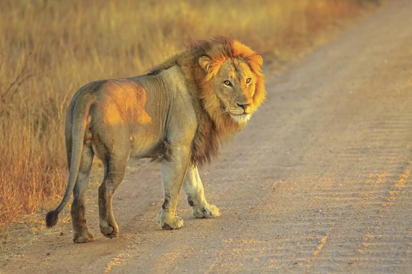 Klassisches Südafrika (ab Johannesburg/bis Kapstadt) Tiere