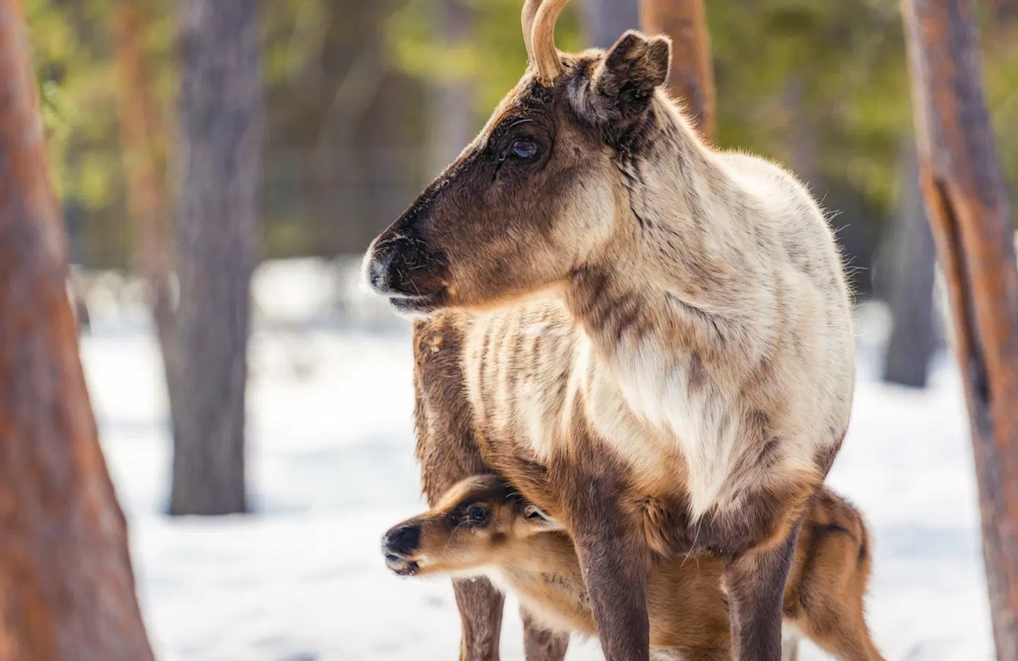 Harriniva - Das Beste von Lappland Tiere