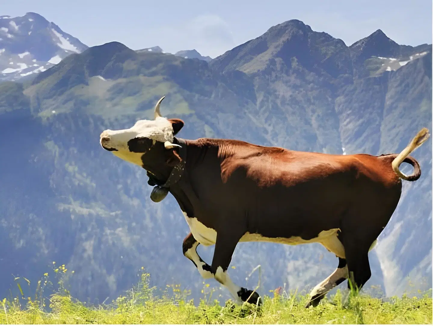 Whitepod Tiere