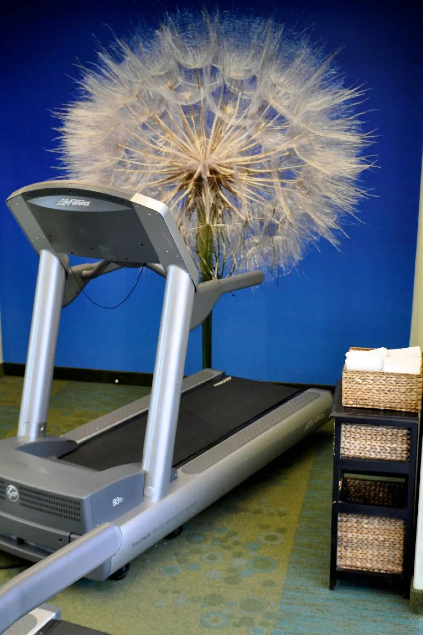 SpringHill Suites by Marriott Galveston Island Tiere