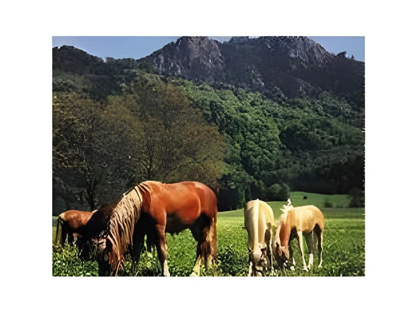 Schneiderwirt Tiere