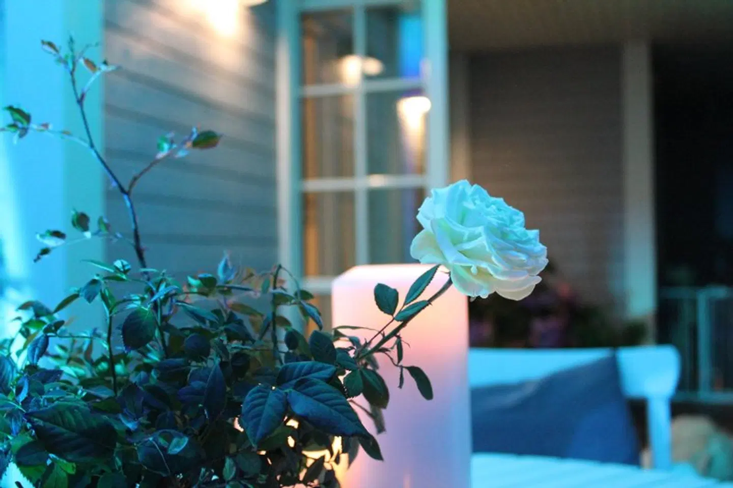 Rosenhill B&B Tiere
