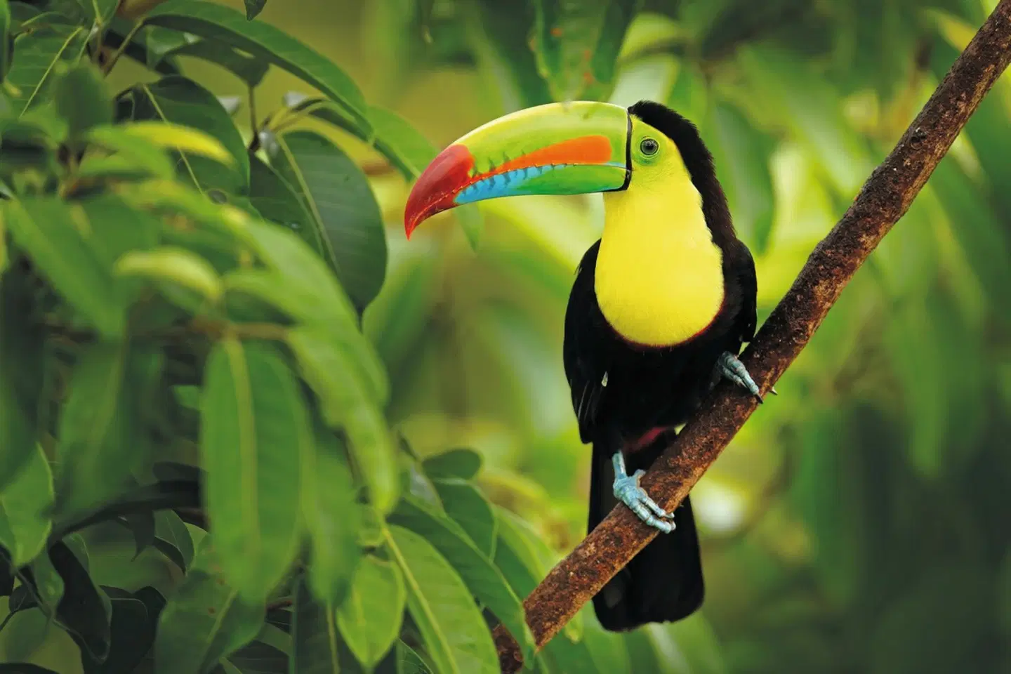 Nationalpark Corcovado Tiere
