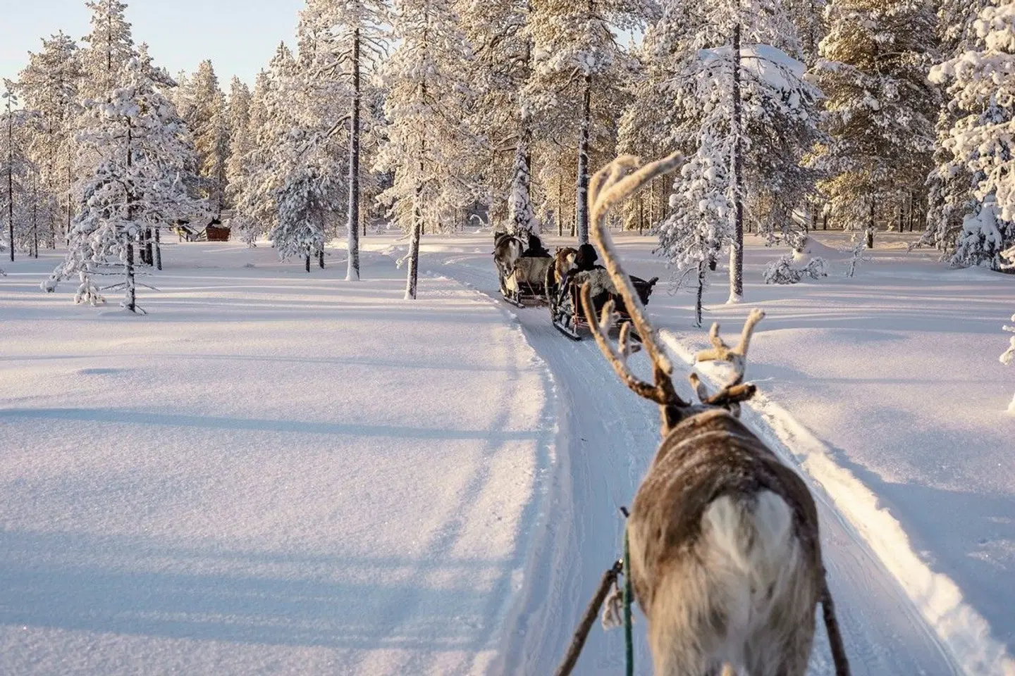 Lappland Deluxe Tiere