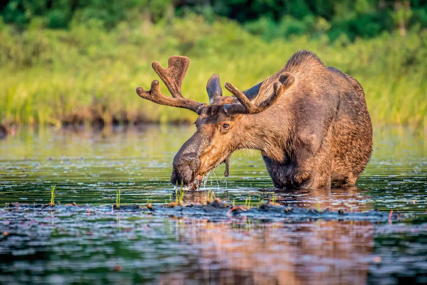 Der Osten Kanadas Tiere