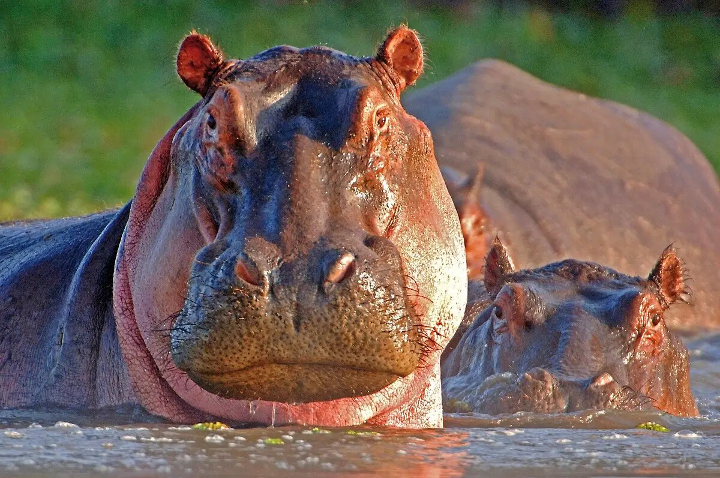 andBeyond Phinda Private Game Reserve Tiere