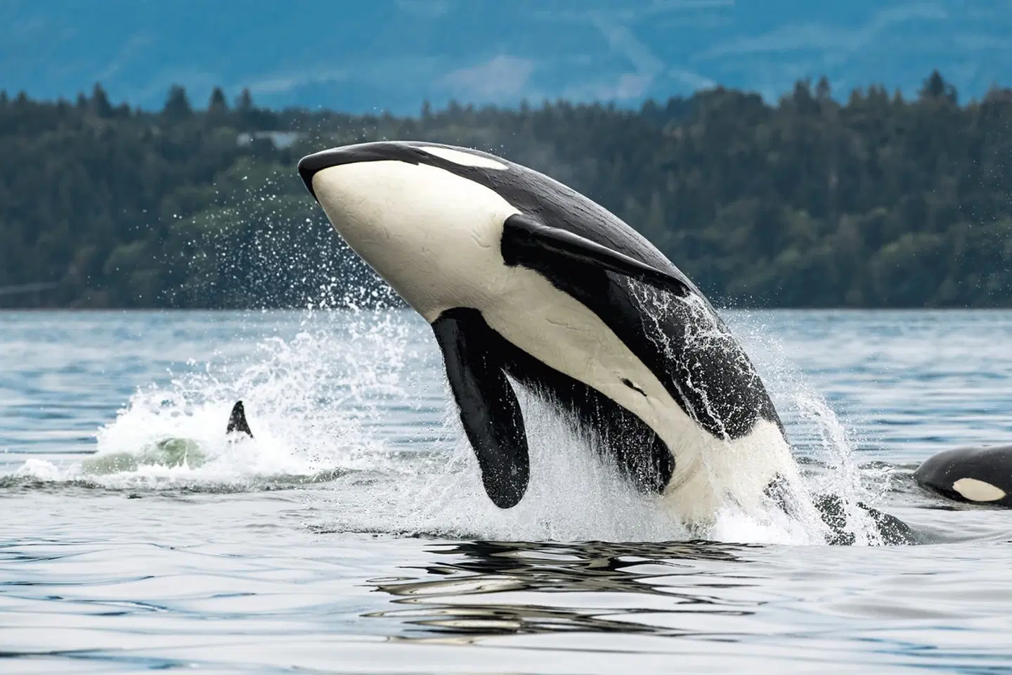 Orca Camp hautnah Tiere
