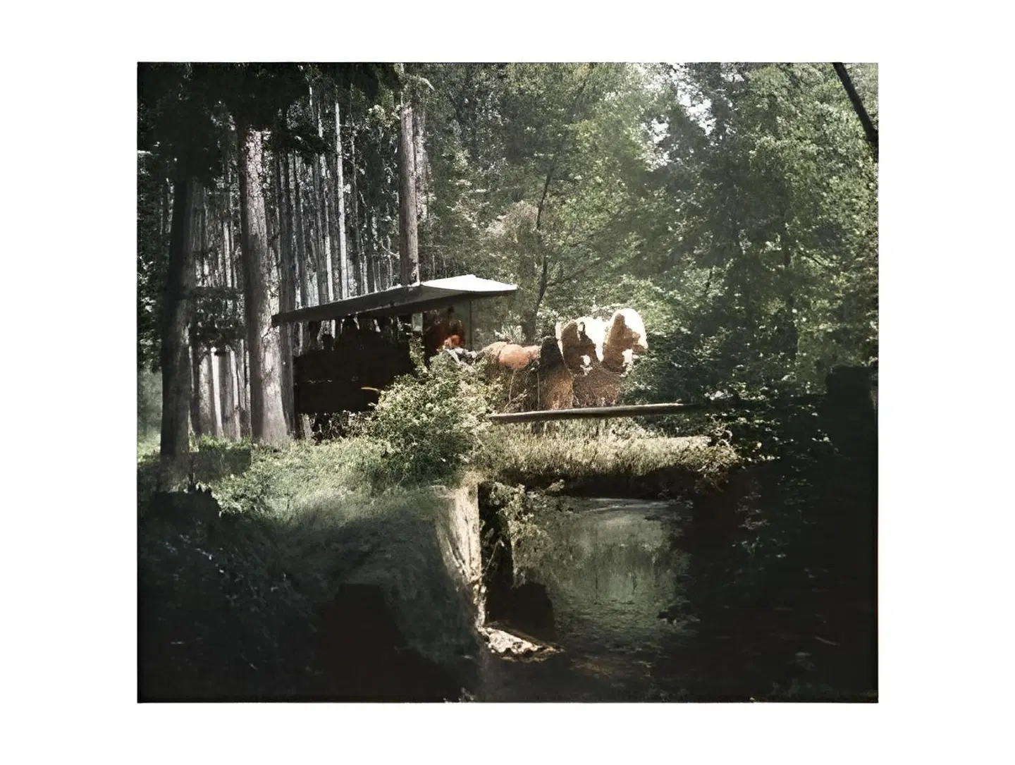 Zur Kanone Tiere
