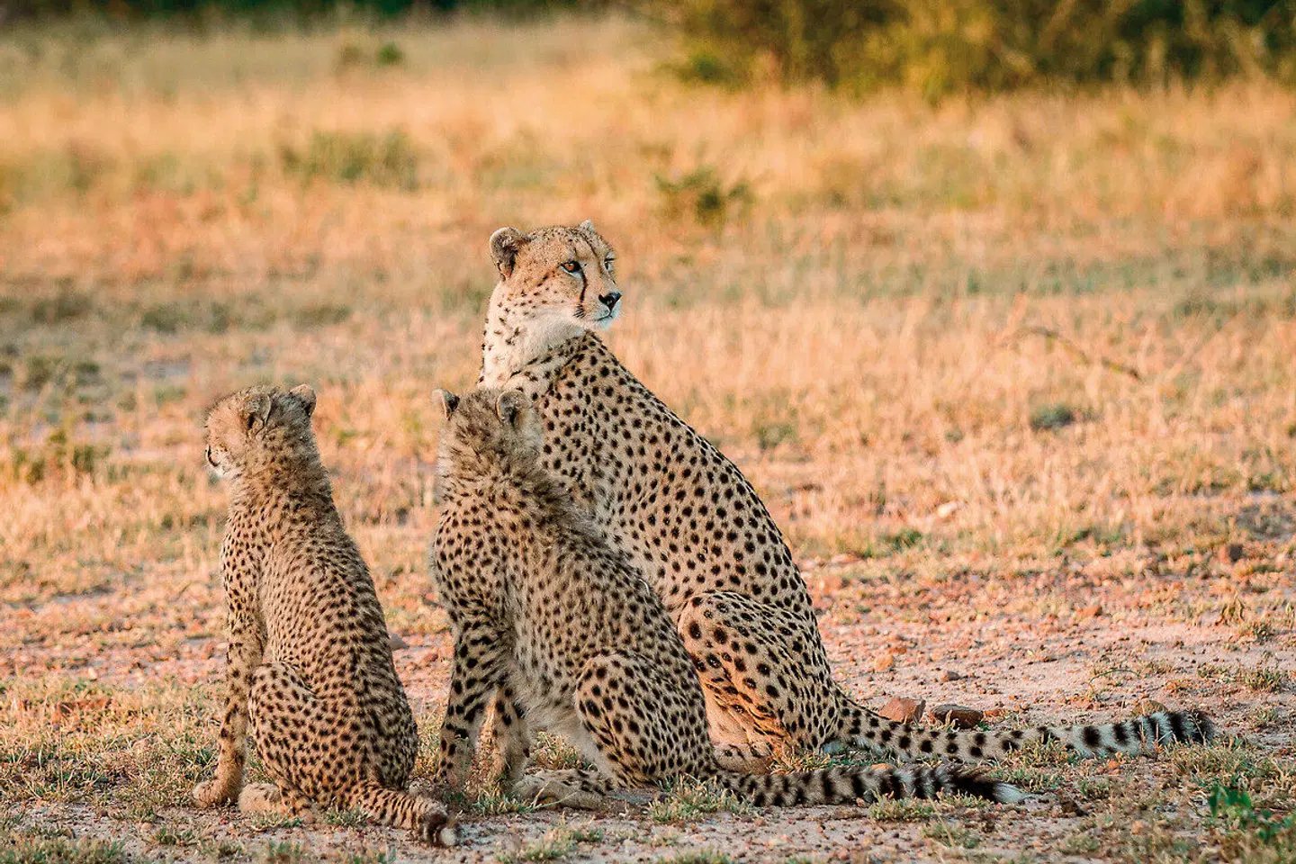 Londolozi Game Reserve Tiere