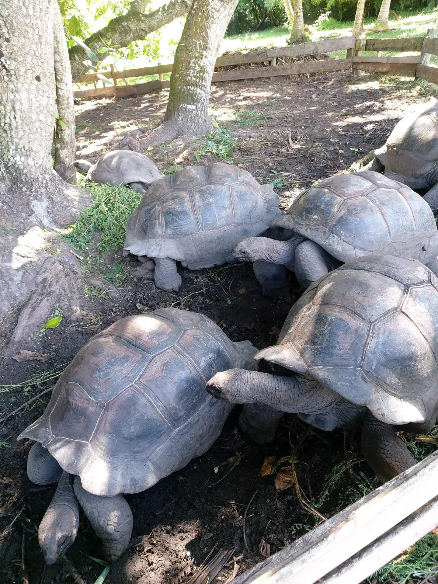 Iles Des Palmes Hotel Eco Resort Tiere