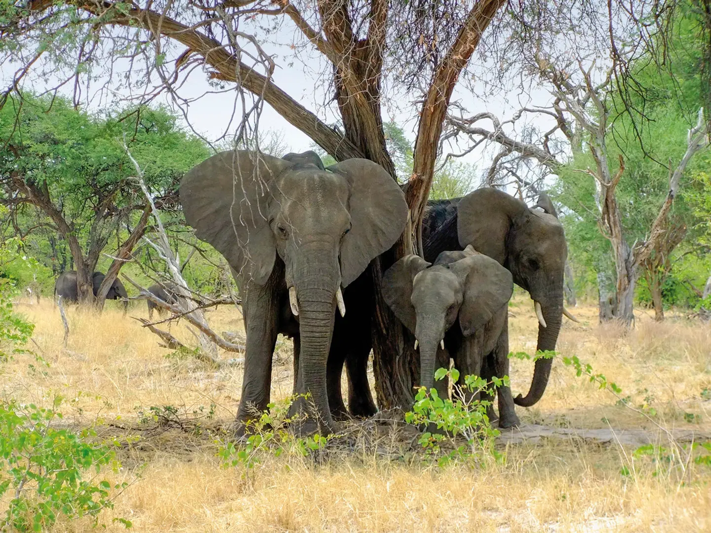 Botswana Pur Tiere