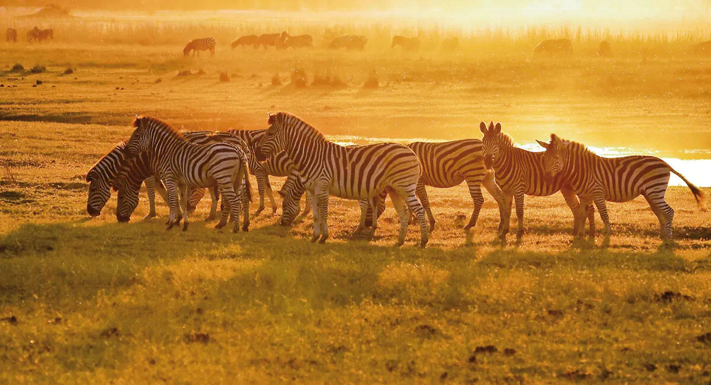 Botswana Pur Tiere