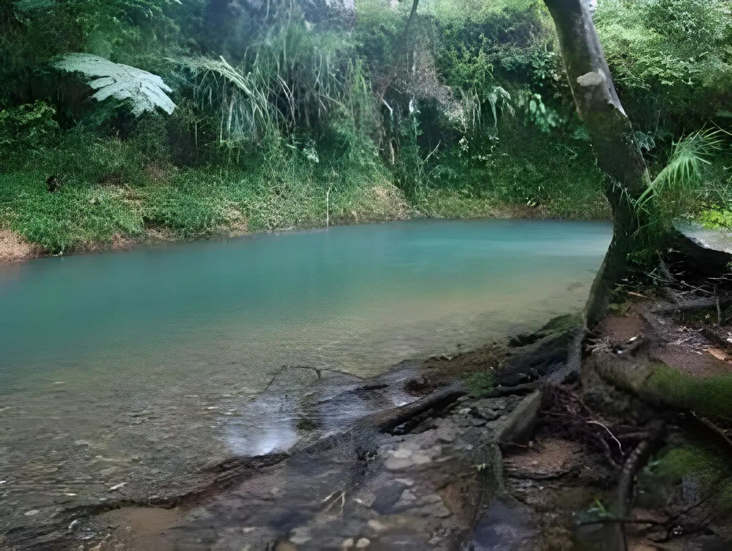 Heritage Lodge In The Daintree LANDSCAPE