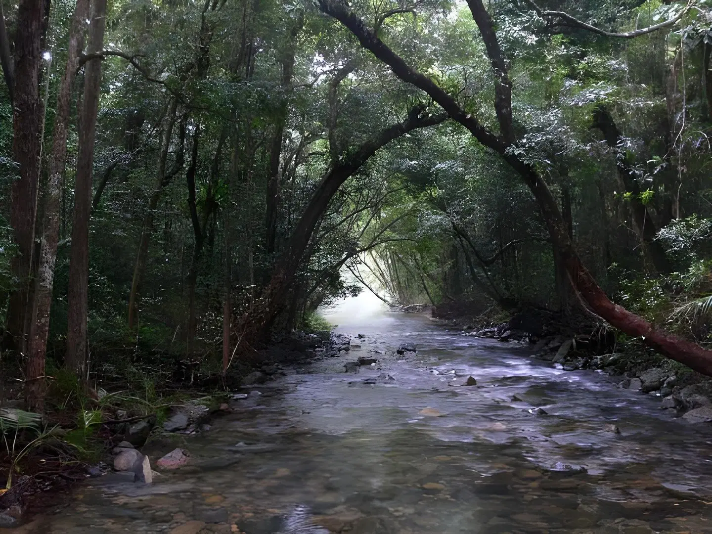 Heritage Lodge In The Daintree LANDSCAPE