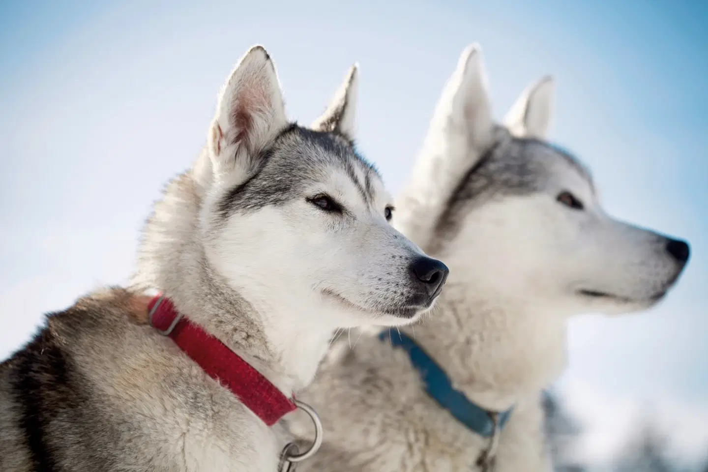 Von der Hauptstadt zum Polarlicht Tiere