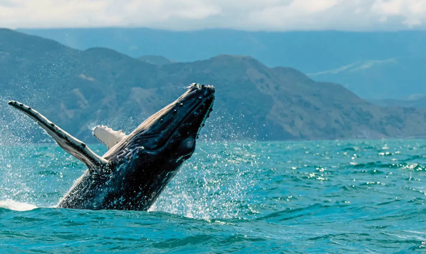 Natürlich Neuseeland Tiere