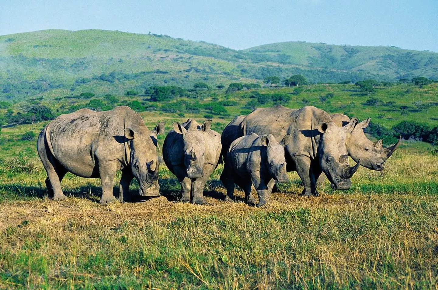 Erlebnis Gartenroute, Karoo & Addo Tiere
