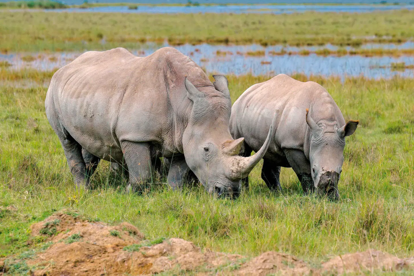 Königreich der Tiere Tiere