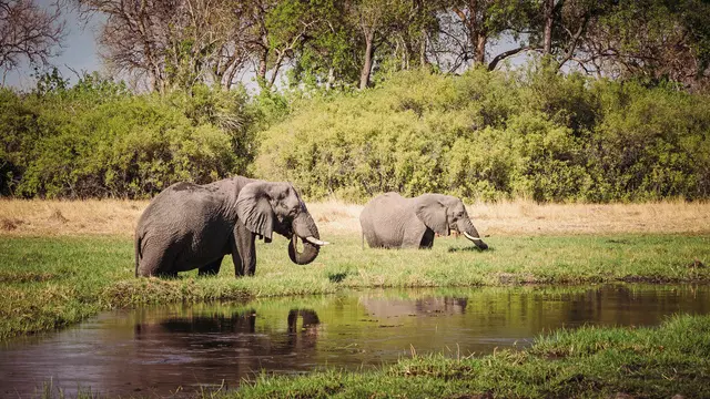 Drifters - Botswana Explorer 17 Nächte Tiere