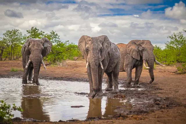Mpumalanga - Im Reich der wilden Tiere Tiere