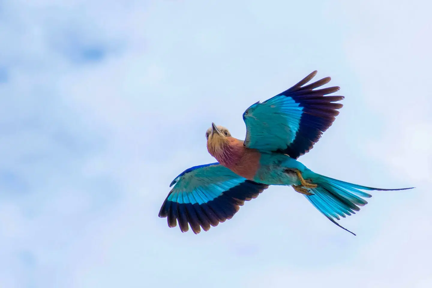 Chobe Safari Lodges Tiere