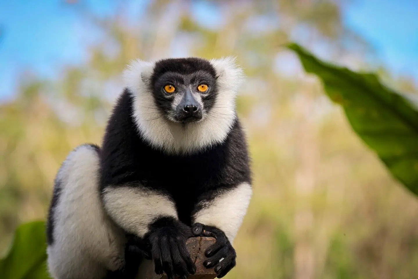 Inselträume Madagaskar - Im Reich der Lemuren Tiere