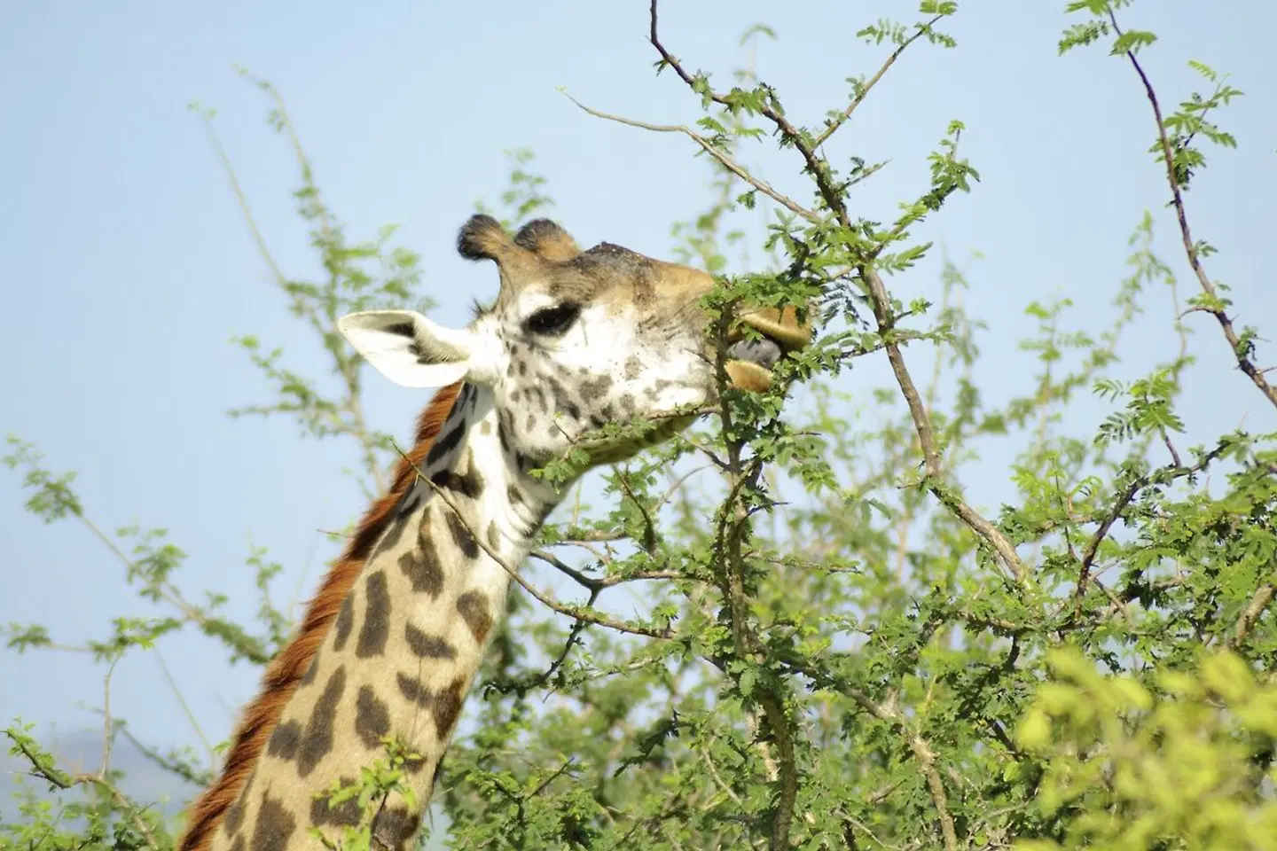 ADAC Special Kenia - Jenseits von Afrika Tiere