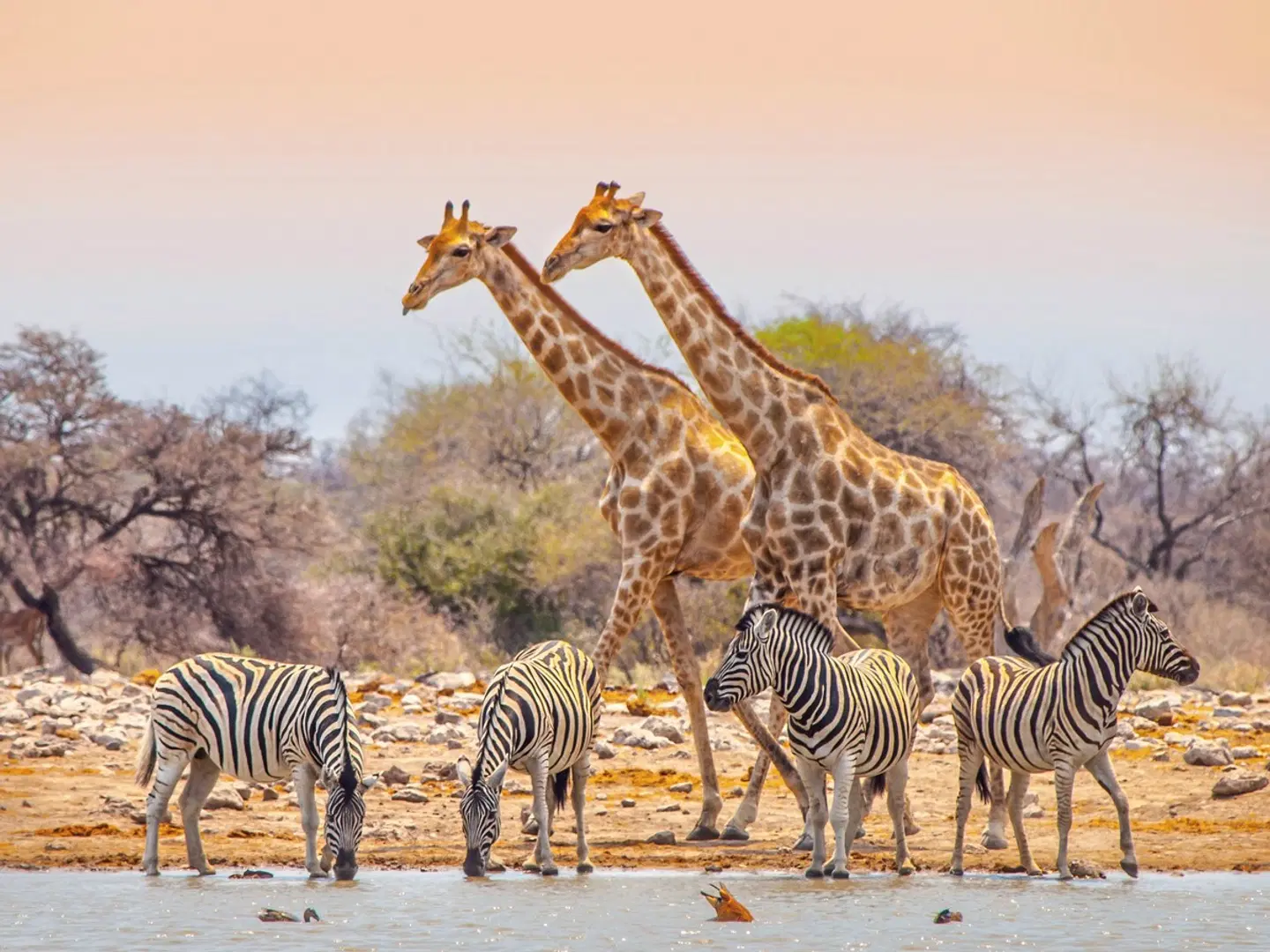 Namibia für Einsteiger Tiere