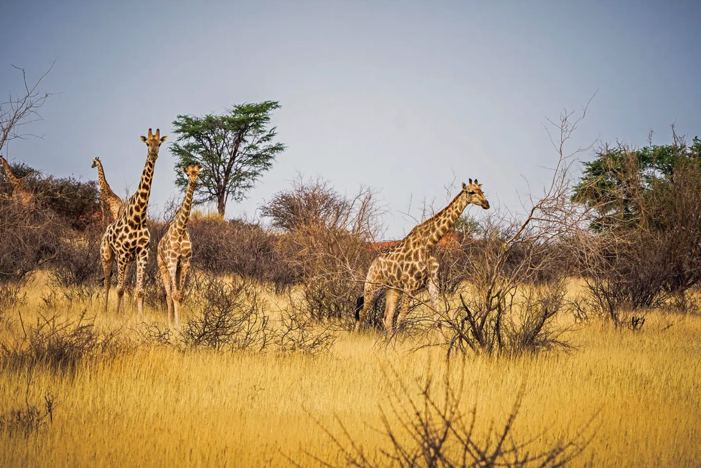Namibia für Einsteiger Tiere