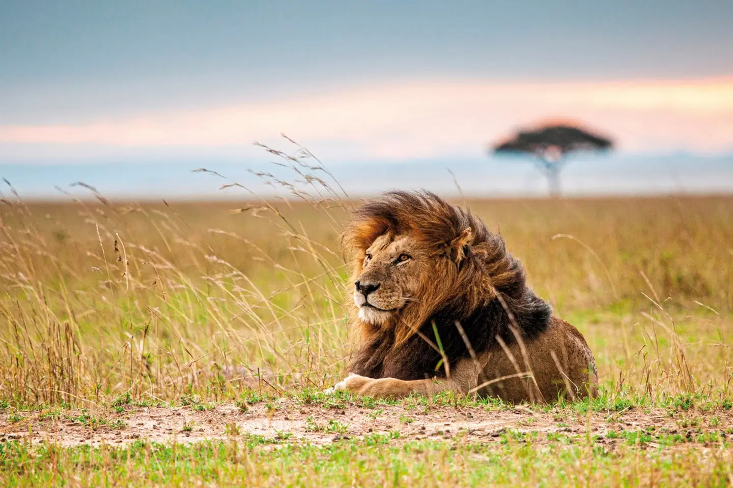 Kenia Explorer Tiere