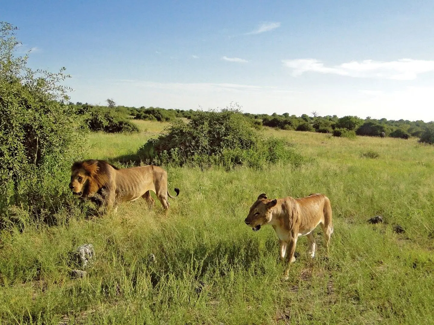 Botswana Pur Tiere