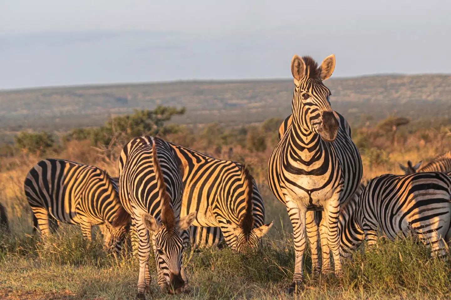 Höhepunkte Mpumalangas Tiere