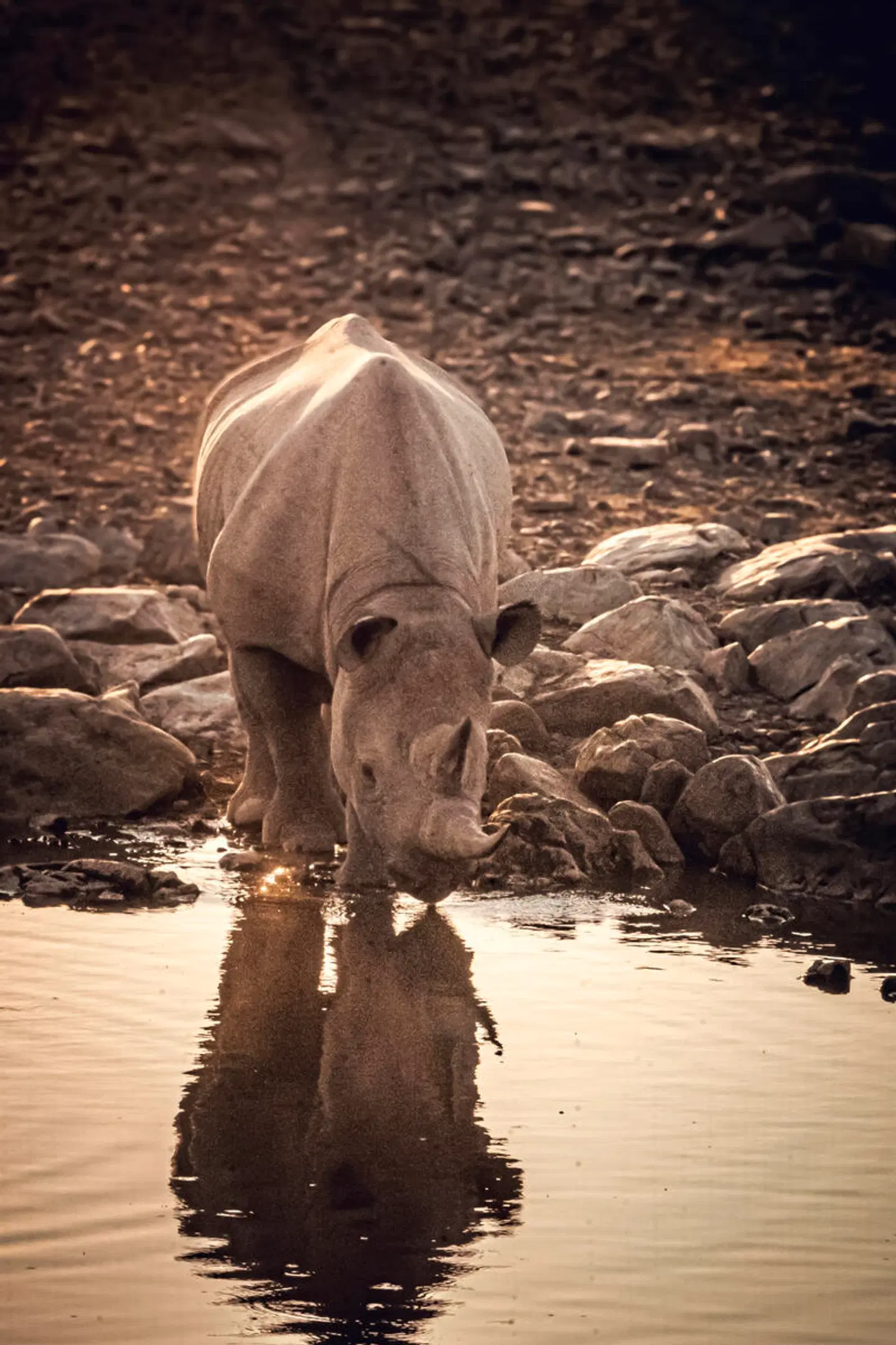 Namibia Entdeckungstour (nördliche Richtung) Tiere