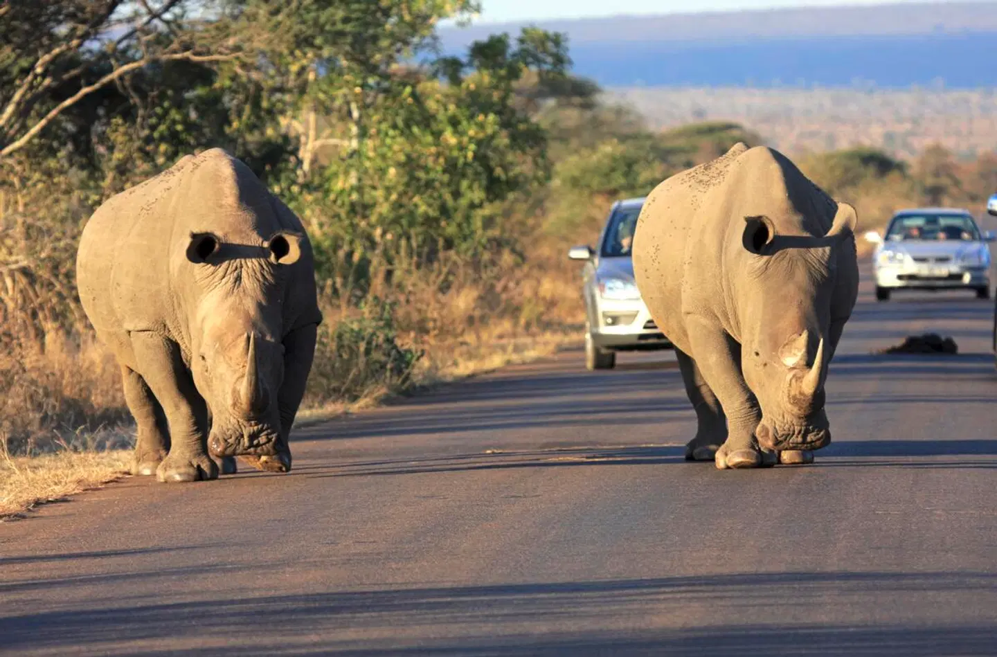 Best of South Africa von Johannesburg nach Kapstadt Tiere