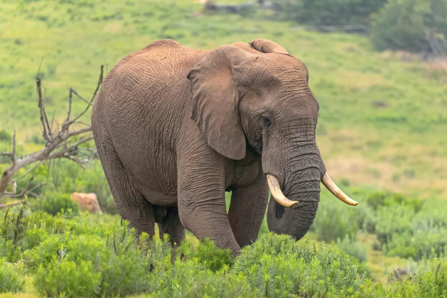 Drifters - South Africa Explorer Tiere