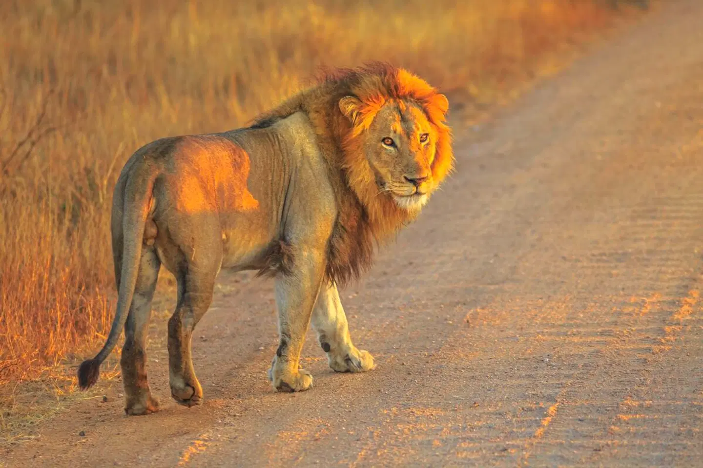 Klassisches Südafrika (ab Johannesburg/bis Kapstadt) Tiere