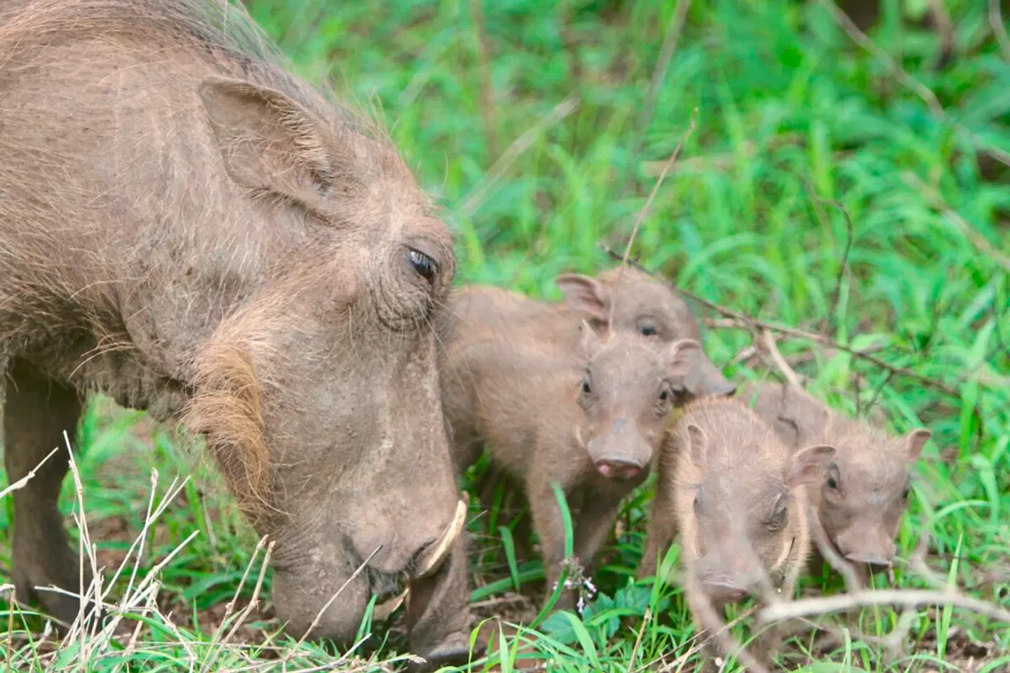 Südafrika à la carte - Kleingruppenreise Tiere