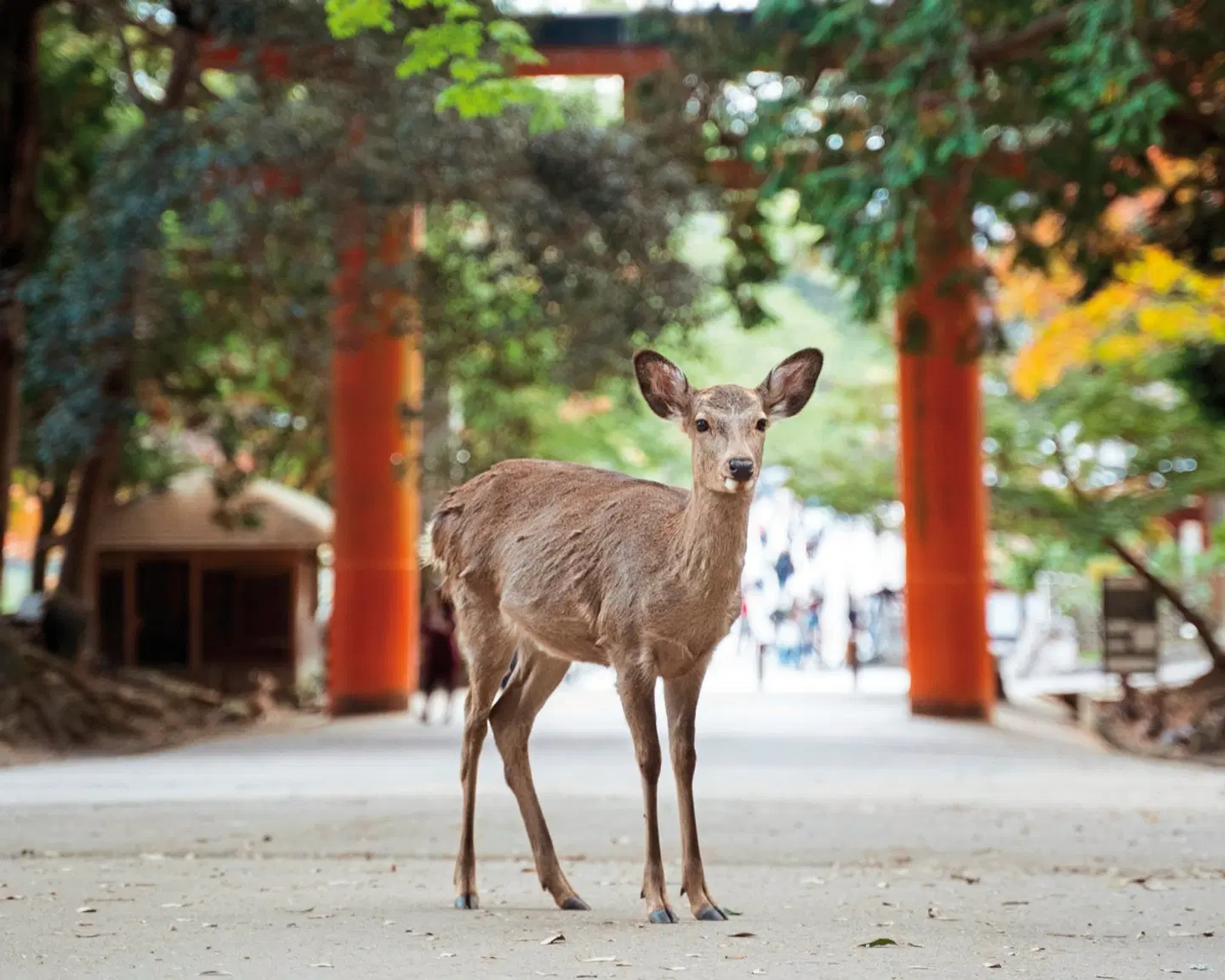Japan entdecken (nur Landprogramm) Tiere