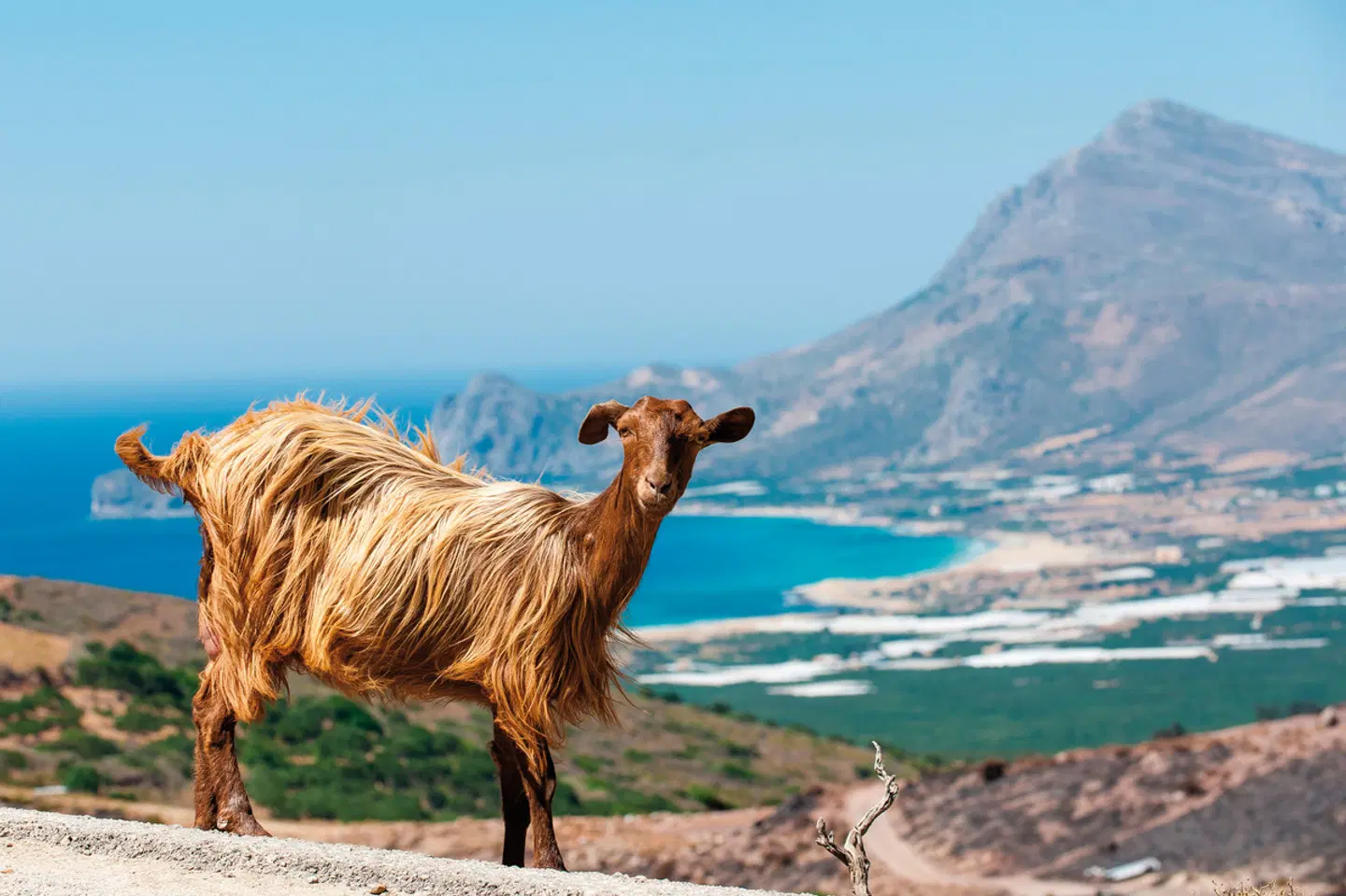 Kreta gemütlich erwandern Tiere