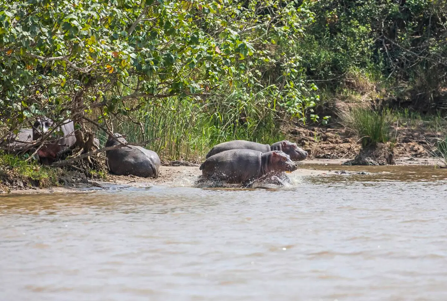 Südafrika zum Verweilen (Kapstadt-Johannesburg) Tiere