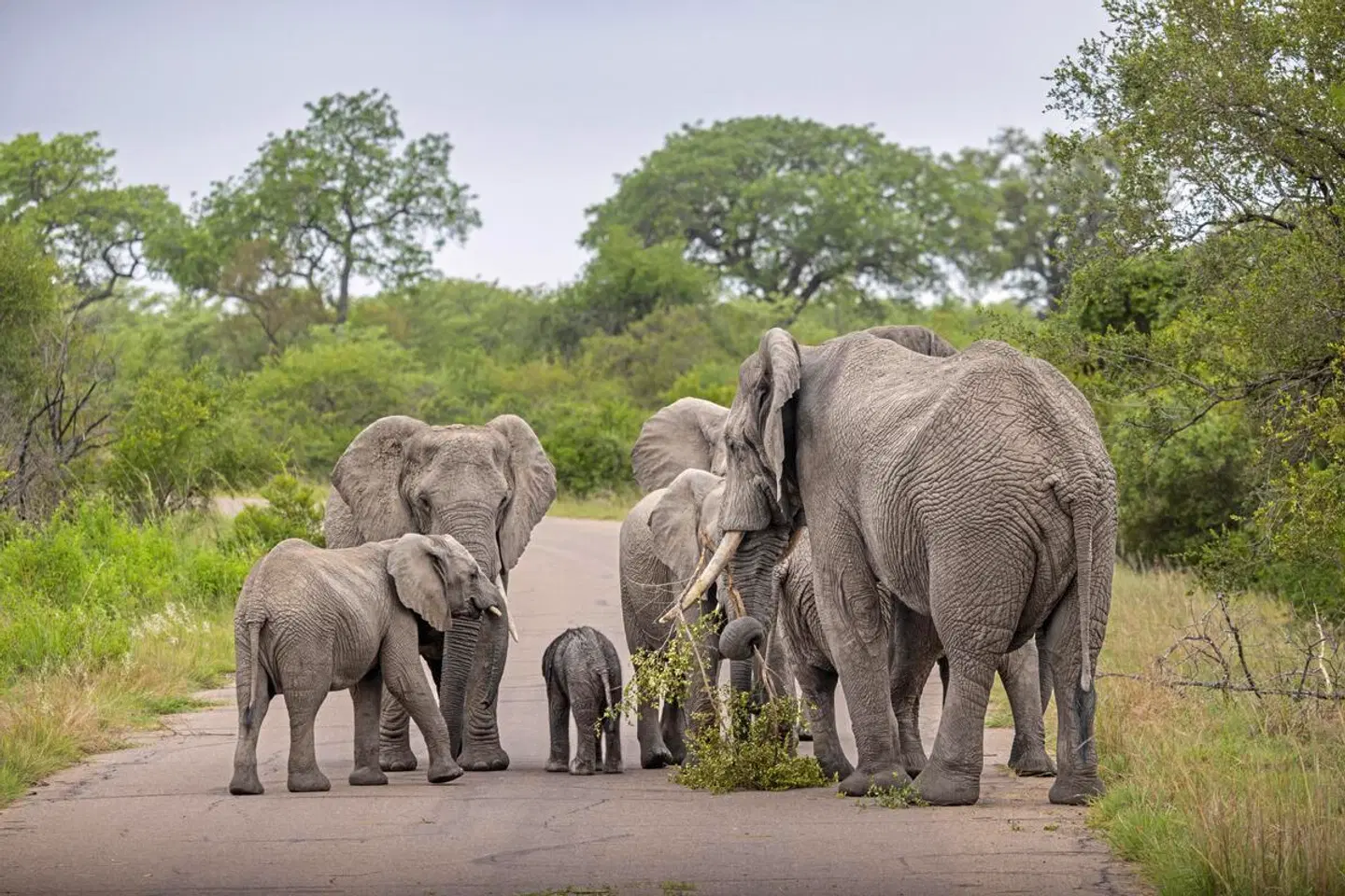 Südafrika zum Verweilen (Kapstadt-Johannesburg) Tiere