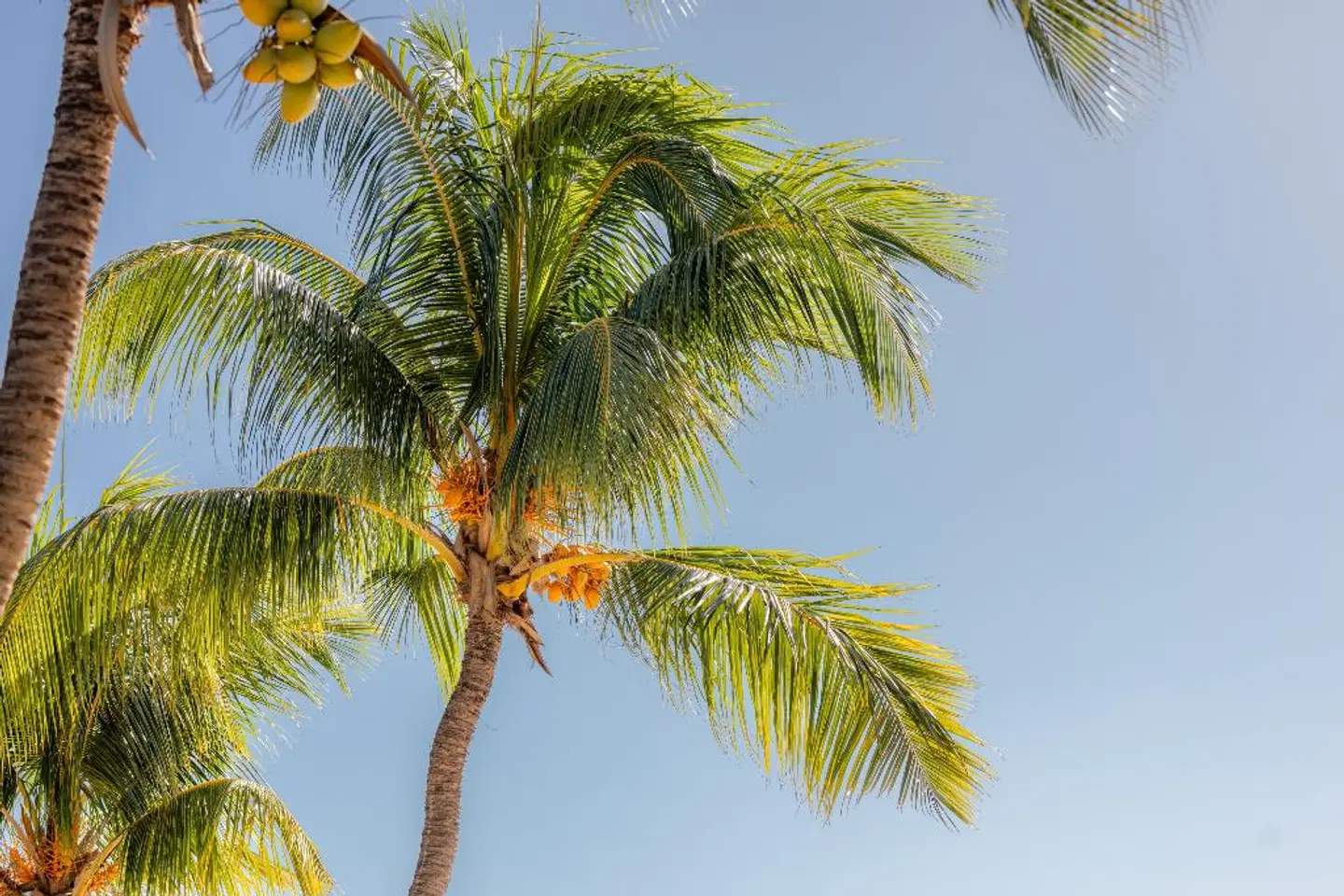 Cocotiers Hotel - Mauritius LANDSCAPE