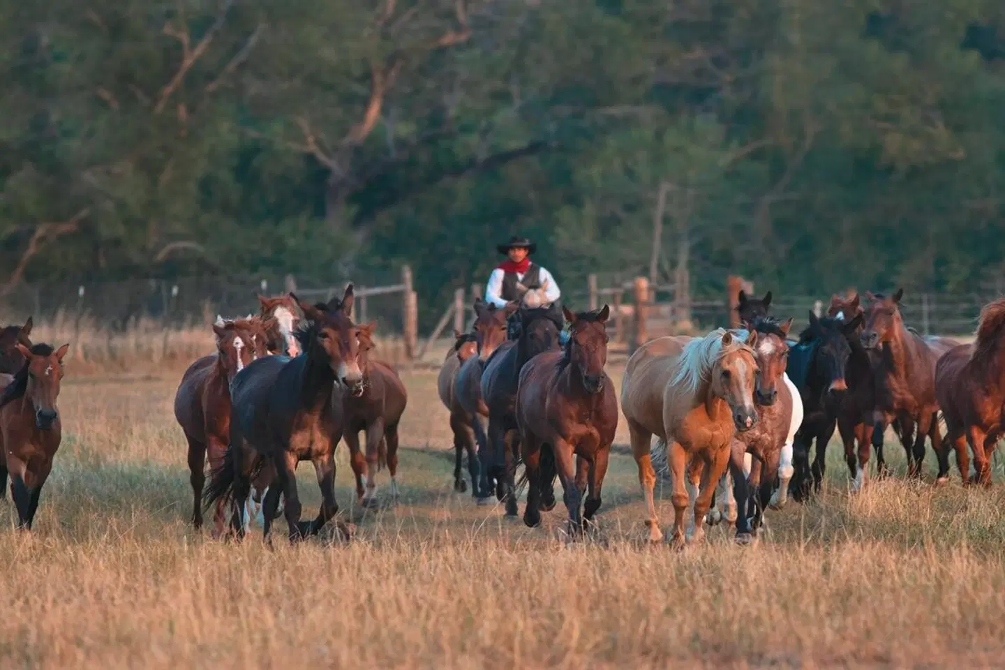 Circle Bar Ranch Tiere