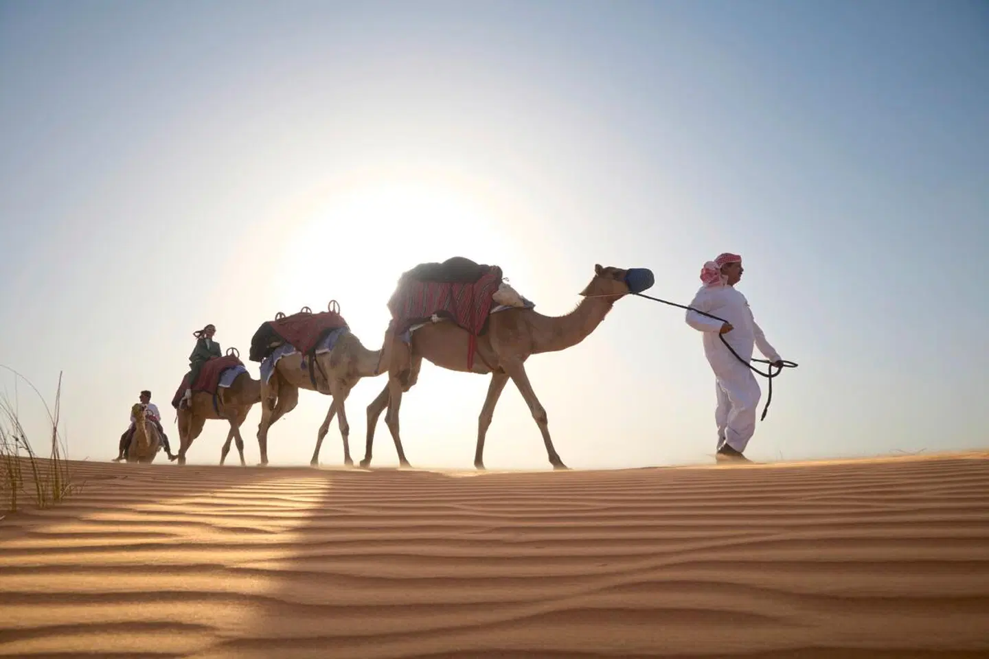 Al Maha, A Luxury Collection Desert Resort & Spa Tiere