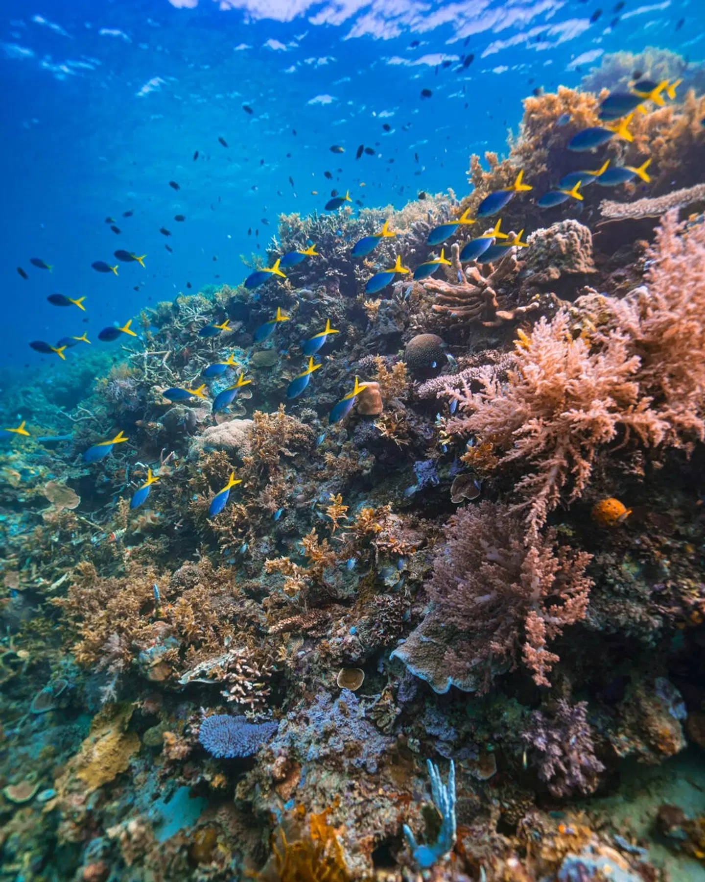 Flower Island Resort Tiere