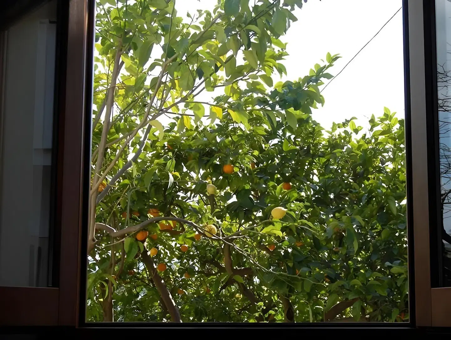 Gli Aranci Garten